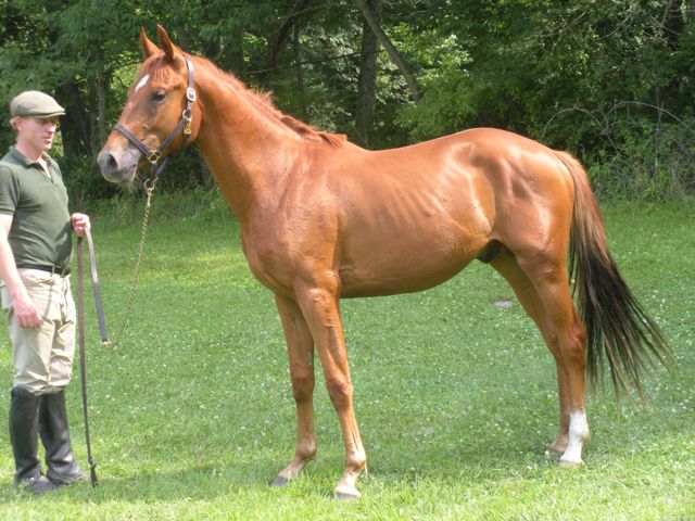 Prince, Irish Draught Sport Horse colt for sale, superb bloodlines