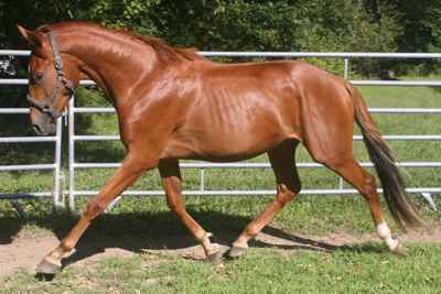 Prince, Irish Sport Horse colt, quality breeding