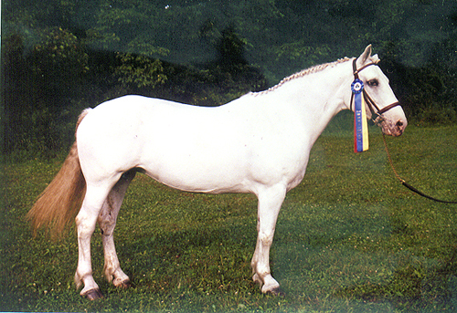 Irish Draught Mare and Irish Sport Horse filly