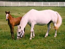 Irish Draught Mare and Irish Draught filly