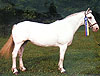 Tempting Touch, Imported Irish Draught Broodmare