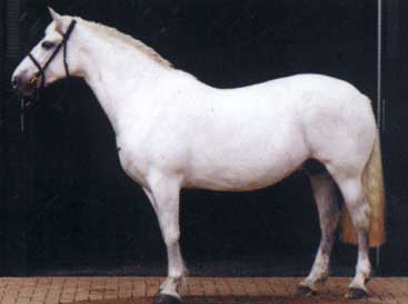 Irish Draught Mare, quality breeding