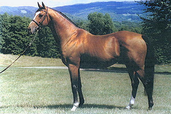 Thoroughbred Stallion, quality breeding