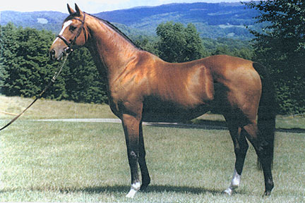 Reputed Testamony, Irish Thoroughbred Stallion