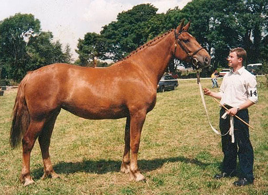 Irish Draught Mare, quality breeding