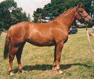 Irish Draught Mare, quality breeding