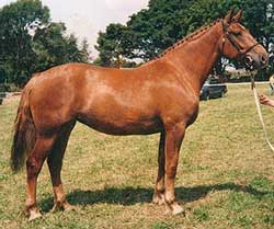 Knockraheen Rua, Imported Irish Draught Broodmare