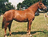Knockraheen Rua, Imported Irish Draught Broodmare