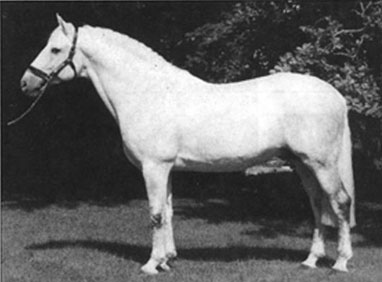 Sea Crest, Registered Irish Draught Stallion