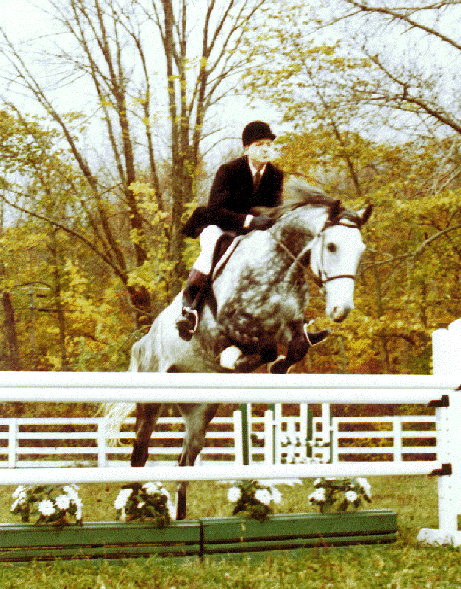 Sea Mist, imported Irish Sport Horse, eventer, combined training, fox hunting
