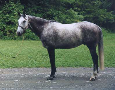 Sea Mist, imported Irish Sport Horse, show jumper