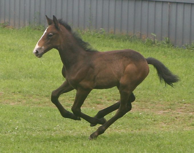 Touch of the Irish, Irish Draught Horse stallion for sale, by O'Leary's Irish Diamond