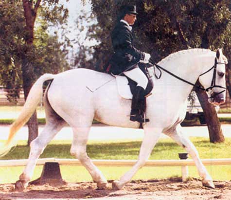 Silver Granite, Champion Irish Draught Stallion