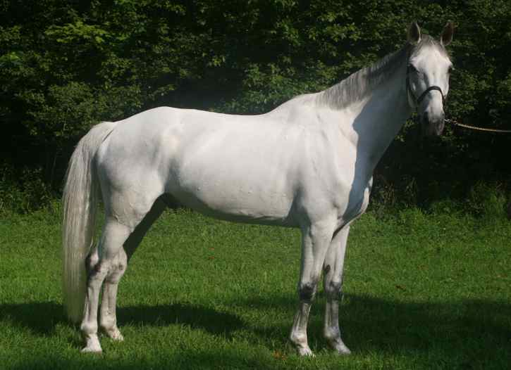 Silver Streak, imported Irish Draught Sport Horse, show jumper, hunter, eventer