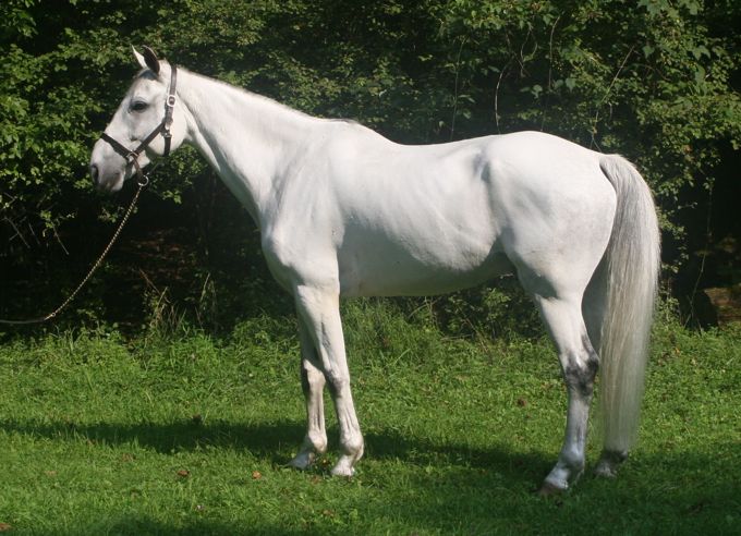 Silver Streak, imported Irish Draught Sport Horse, show jumper, hunter, eventer