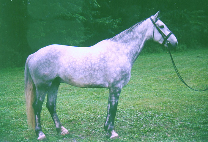 Silver Streak, imported Irish Sport Horse, show jumper, hunter, eventer