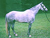 Silver Streak, Irish eventer, Irish hunter, show jumper