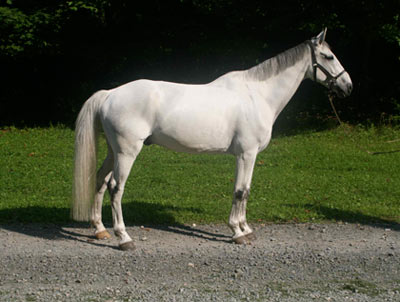 Silver Streak, Irish eventer, Irish hunter, show jumper