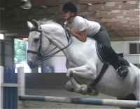 Silver Streak, Irish eventer, Irish hunter, show jumper