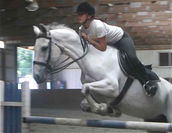 Silver Streak, imported Irish Draught Sport Horse, show jumper, hunter, eventer