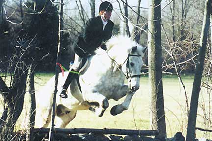 Sir Gallahad, imported Irish Draught, show jumper, hunter, eventer