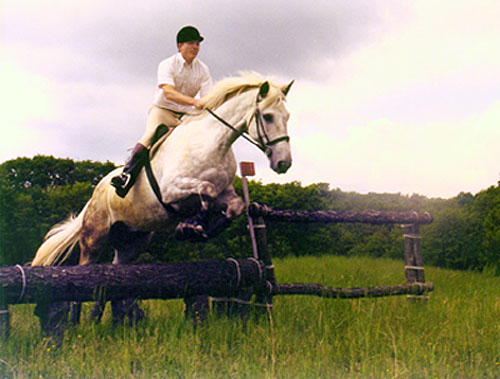 Sir Gallahad, imported Irish Draught, show jumper, hunter, eventer