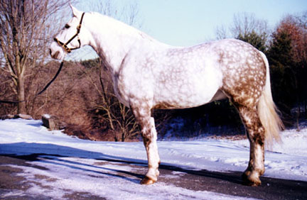 Sir Gallahad, imported Irish Draught, show jumper, hunter, eventer