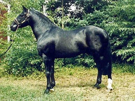 Touch of the Blues, Irish Draught Stallion