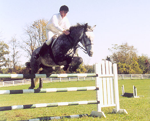 Silver Streak, imported Irish Sport Horse, show jumper, hunter, eventer